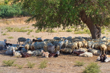 Sheep grazing.