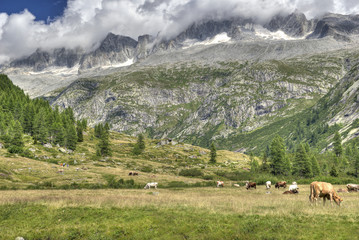 Fototapeta na wymiar HDR Landscape mountains meadow in Italy Trentino Dolomites