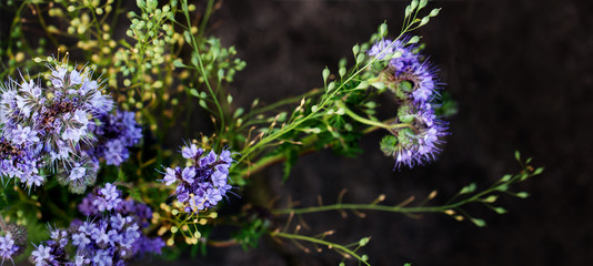 Obraz premium Purple Wildflowers on Dark Background