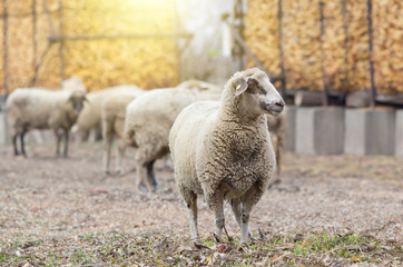Naklejka premium Sheep flock standing on farmland