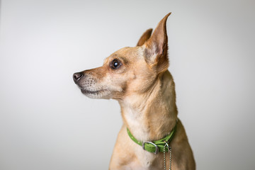 Chihuahua mix dog profile portrait