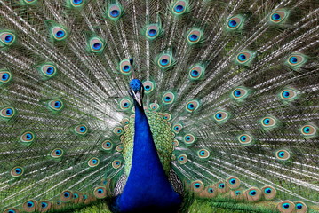 Obraz premium Dumny Paw