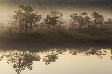 Misty morning in the swamp