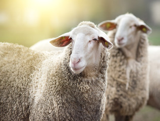 Deux moutons à la ferme