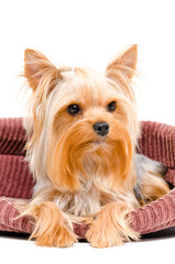 Portrait of Yorkshire terrier dog lying in bed