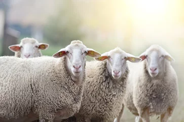 Crédence de cuisine en verre imprimé Moutons Troupeau de moutons debout sur les terres agricoles