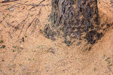 Deciduous Pine Tree. Deciduous pine tree forest detail, background of fir needles. 