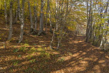 Fototapeta premium beech forest in autumn, yellow leaves, colors