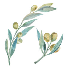 Watercolor olive . - 96298925
