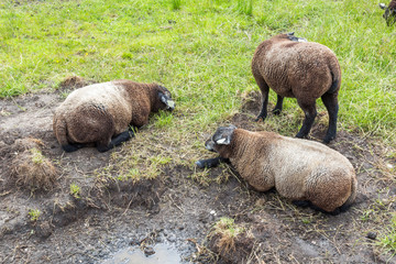 Obraz premium Sheep farm