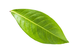 Fototapeta na wymiar Green Leaf on White