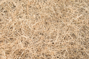 hay dry grass background