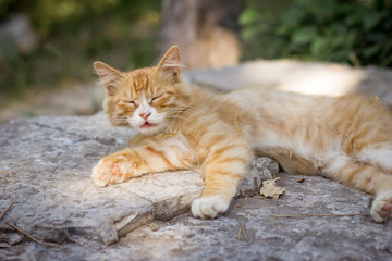 Kitty lying on a rock