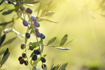 Olive tree with fruits