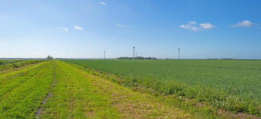 Fototapeta na wymiar Vegetabels growing in a field in summer