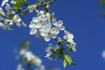 Cherry spring flowers