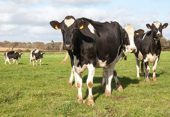 Vaches Holstein en pature 