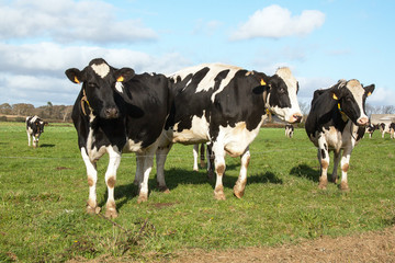 Vaches Holstein en pature 