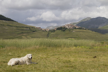 Abruzzese Maremma sheepdog in Castelluccio