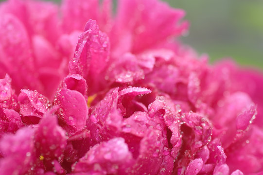 Red peony petals covered by rain drops against green background