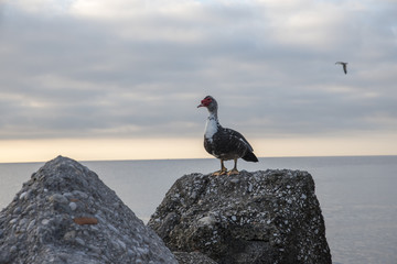 Vogel am Fels