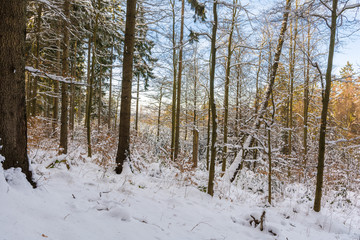 Winterlandschaft im Harz bei Stolberg