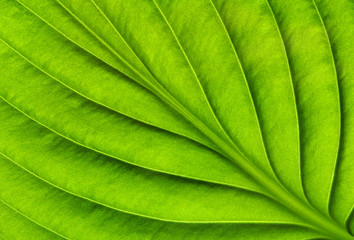  green leaf texture