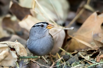 The White-Crowned Sparrow Singing on the Ground in Autumn