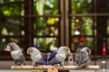 Baby lovebirds in cozy mood on the perch in the house