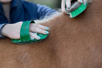 Girl grooming horse © Budimir Jevtic