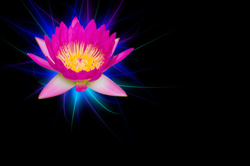 Pink lotus flowers with sparkling blue light isolated on black b