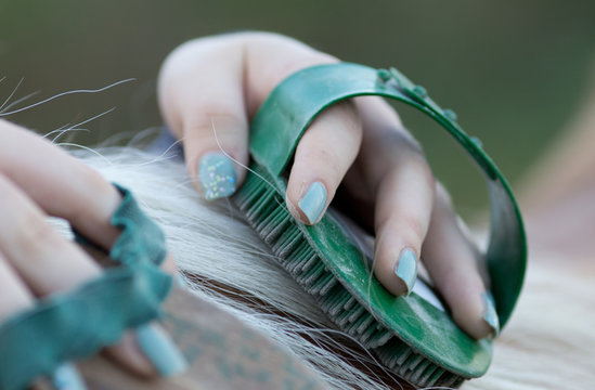 Girl grooming horse