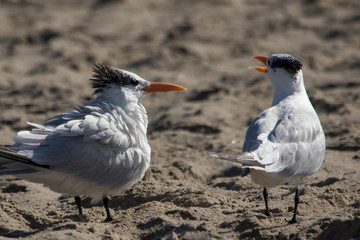 The Couple of Royal Terns at the Malibu Beach