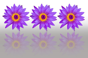 Purple lotus flowers with reflection isolated on white backgroun