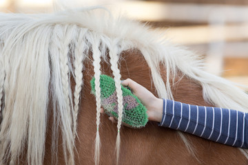 Girl grooming horse