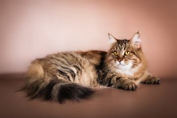 purebred Siberian cat lying on brown background