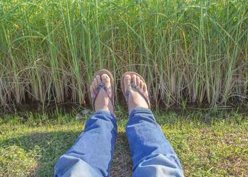 male feet on the paddy rice field