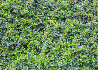 Green leaves wall texture background