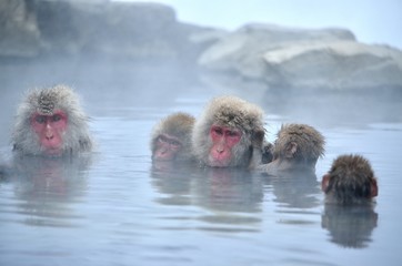 Naklejka premium 温泉に入るニホンザル