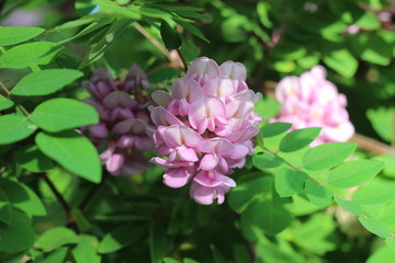 Pink flowers of acacia