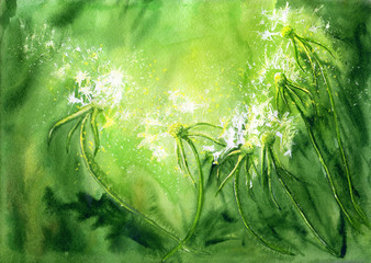 Fototapeta na wymiar Watercolor background with dandelions