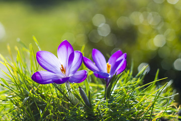 krokus - een van de eerste lentebloemen