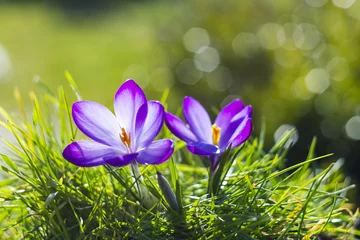 Abwaschbare Fototapete Krokusse crocus - one of the first spring flowers