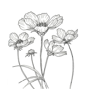 Line ink drawing of cosmos flower