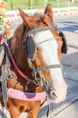 The harness pony portrait with clipping path for carriage.