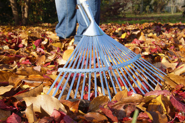 Herbstblätter zusammen rechen 