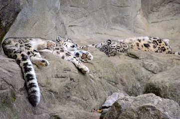 Fotobehang Snow Leopards Deep Asleep © Natalia Danecker