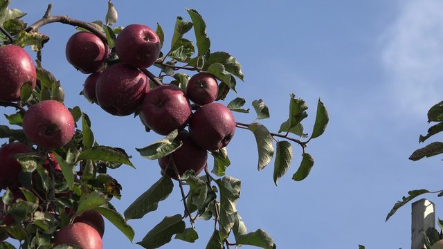 Rote Äpfel hängen am Apfelbaum