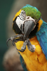 Parrot ara macao cleaning its foot