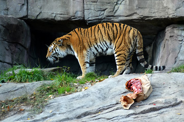 Obraz premium Tiger with meat